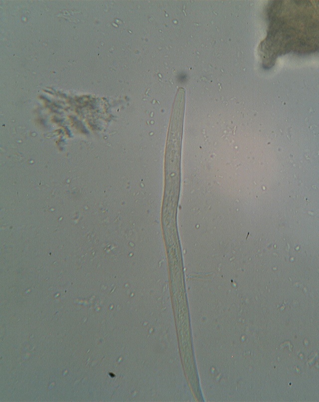 Lignicolo da determinare (Bjerkandera fumosa)